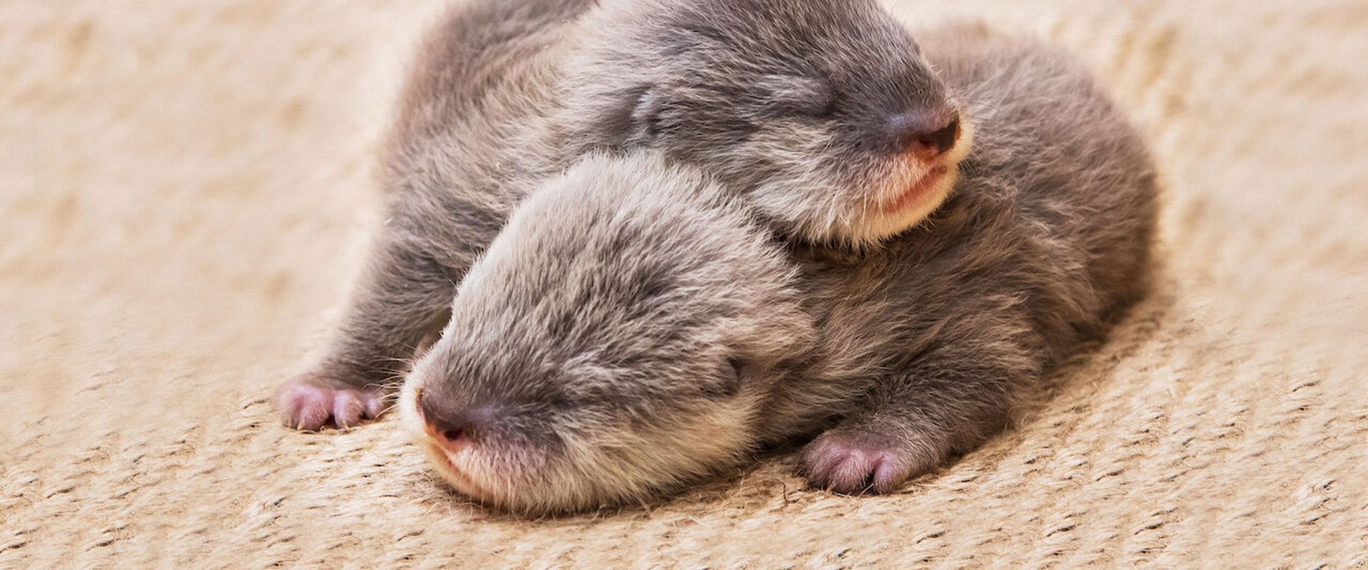 Baby Animal Cam