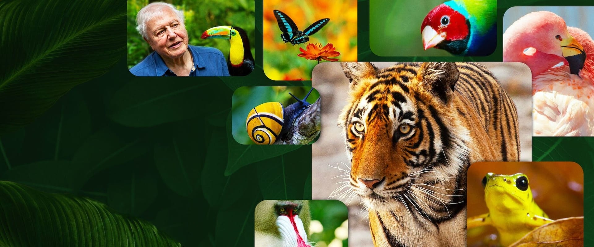 La vida a todo color, con David Attenborough