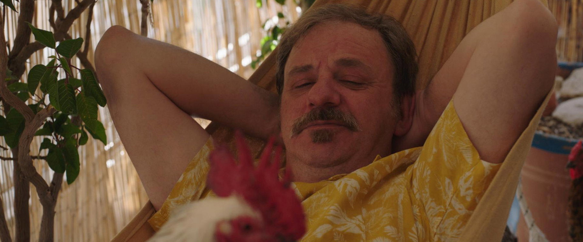 Rooster's banner image