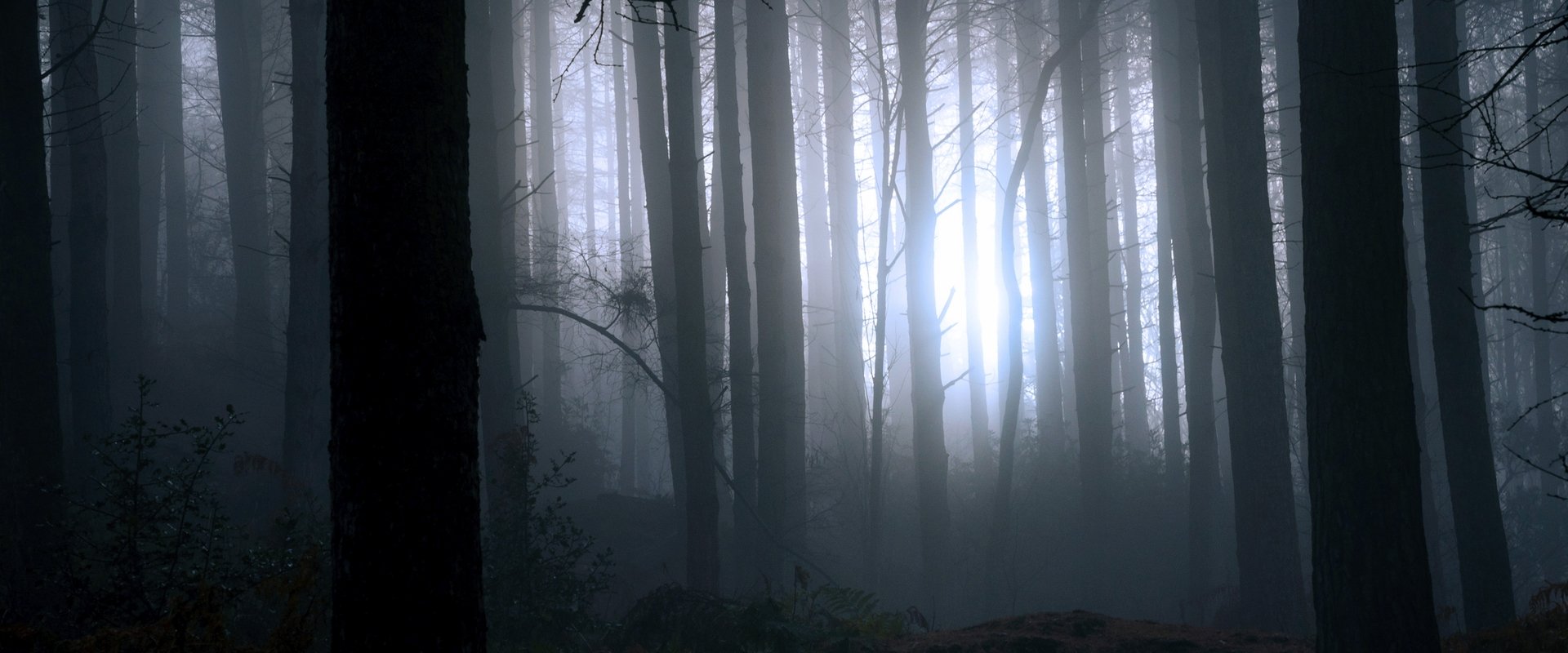 Finding Bigfoot