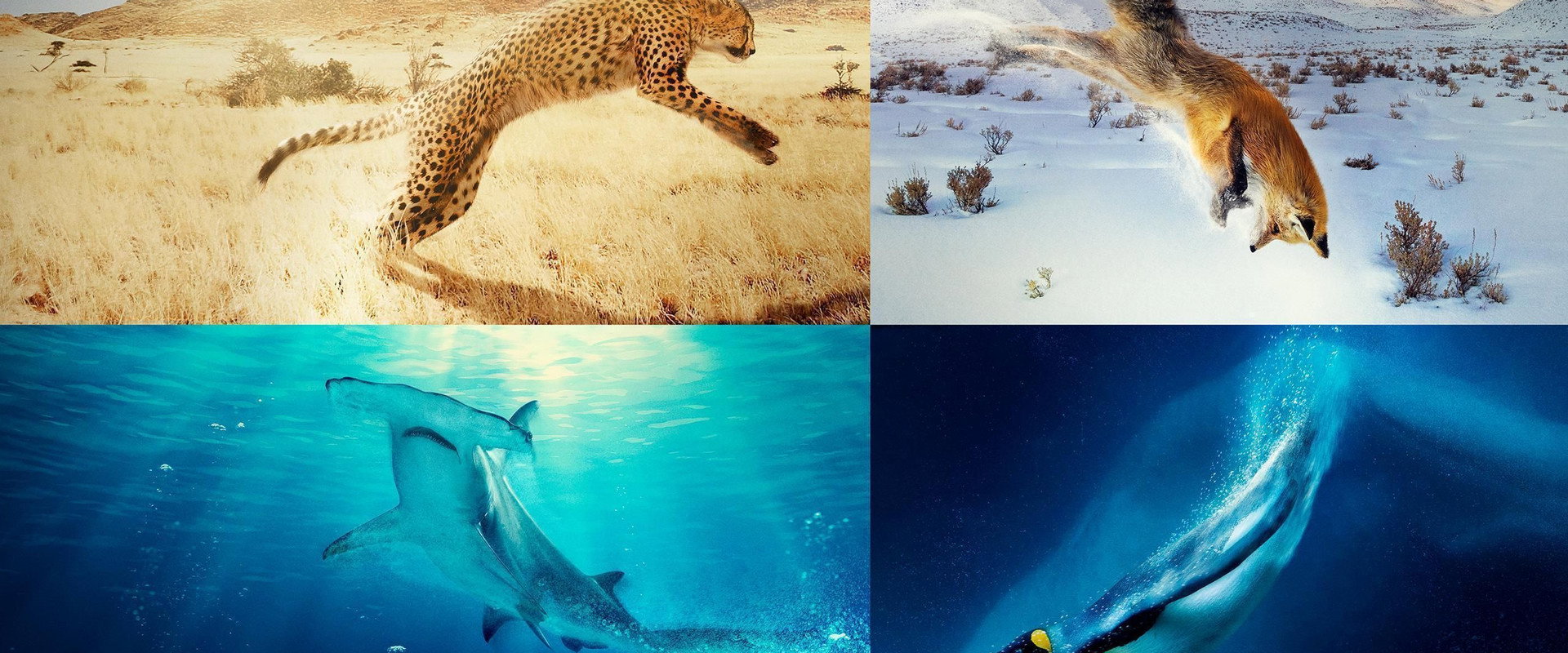 A Year on Planet Earth