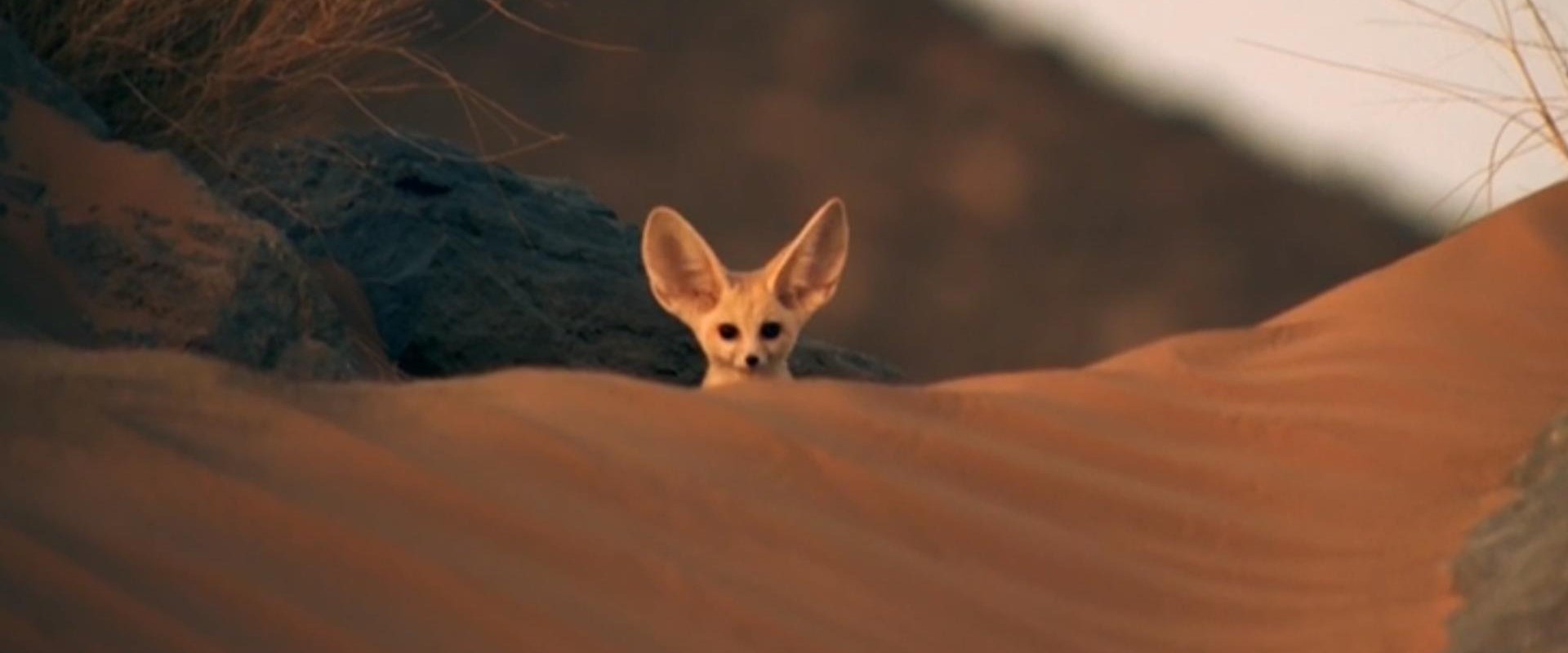 Super Cute Animals