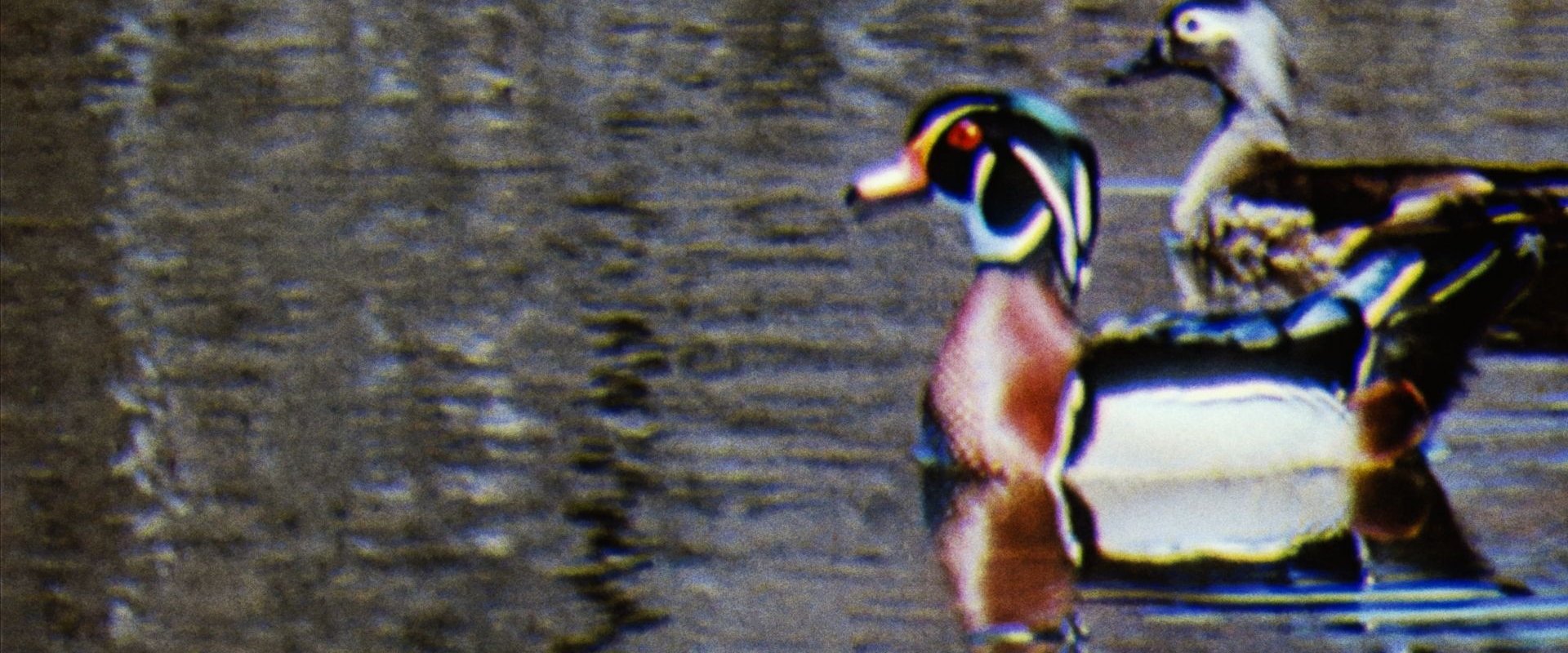 Water Birds