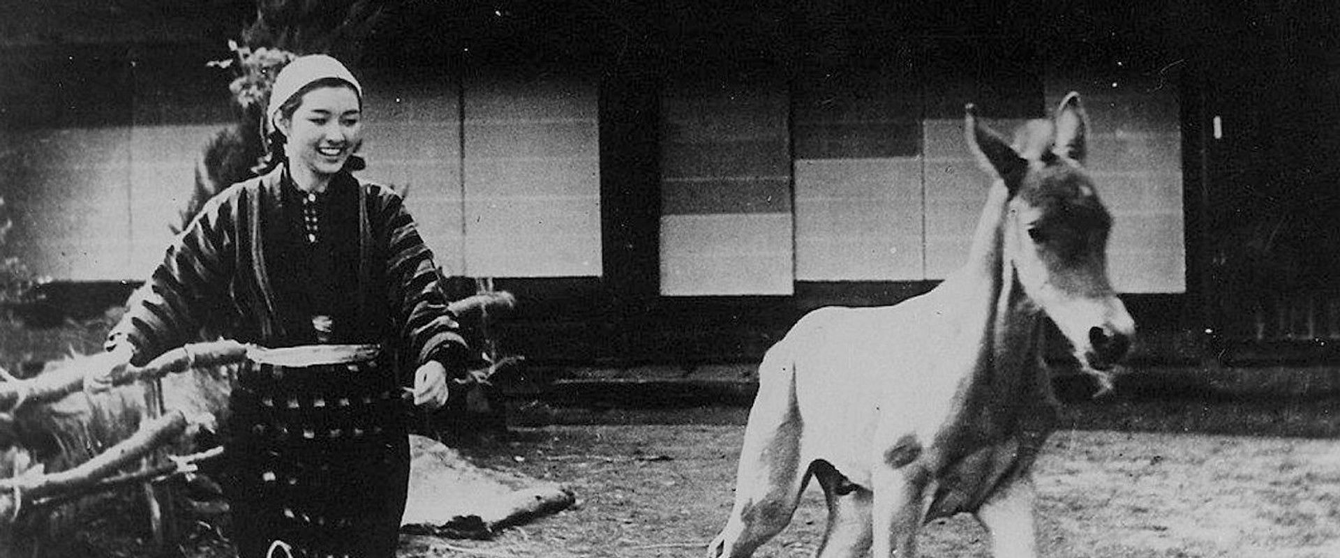 Horse's banner image