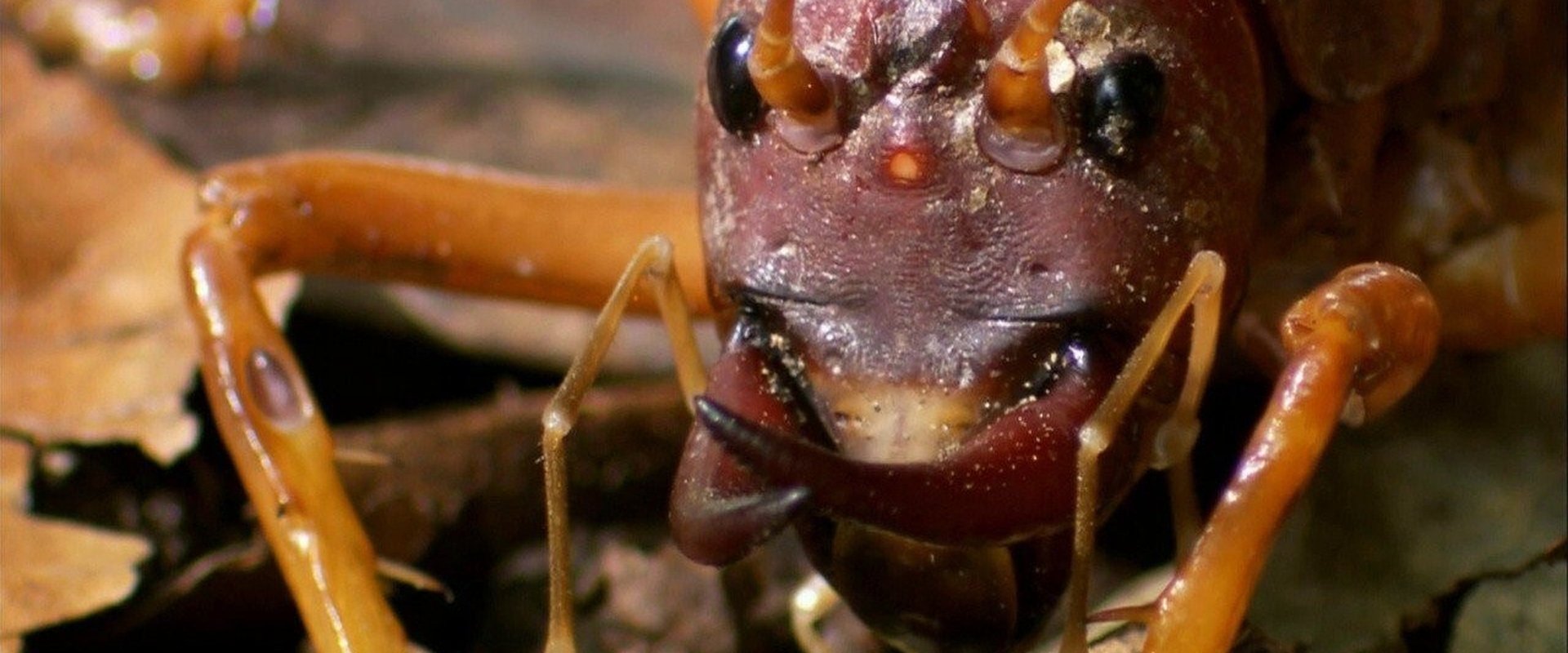 The World's Biggest and Baddest Bugs
