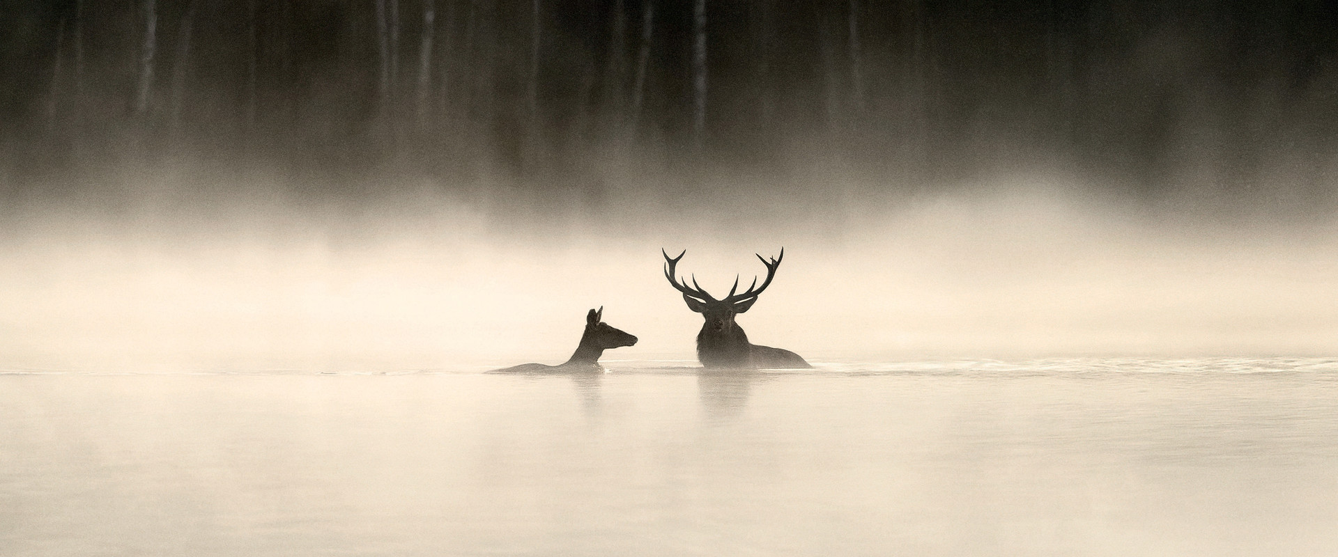 Le Chant des forêts