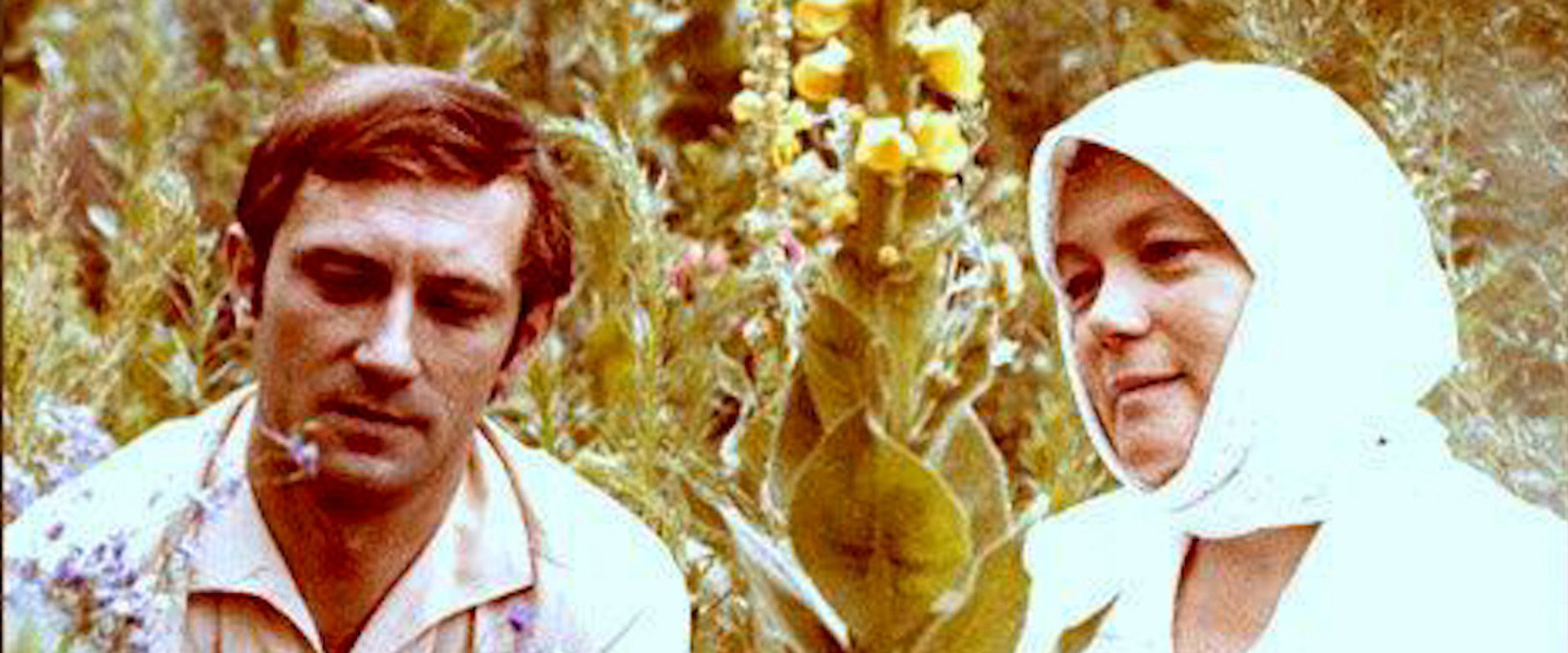 In Midsummer's banner image