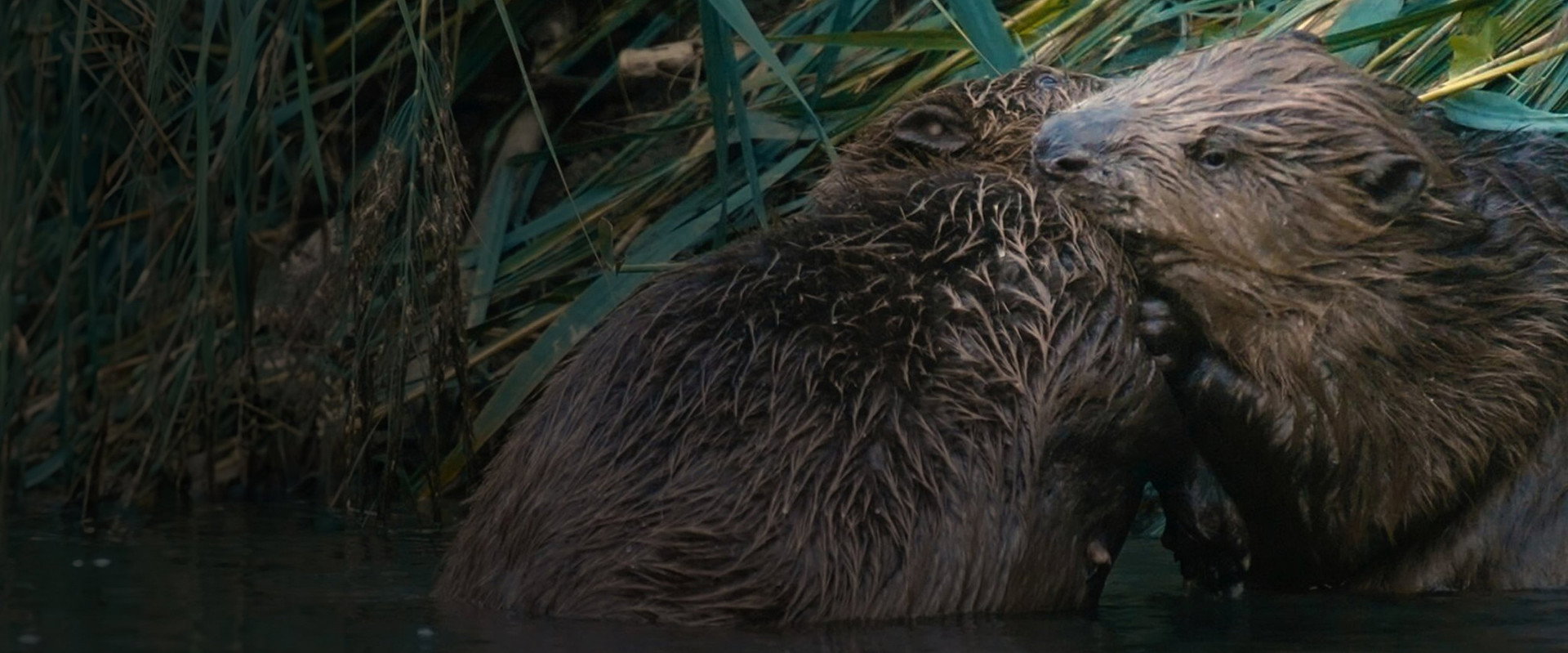 Castor, la force de la nature