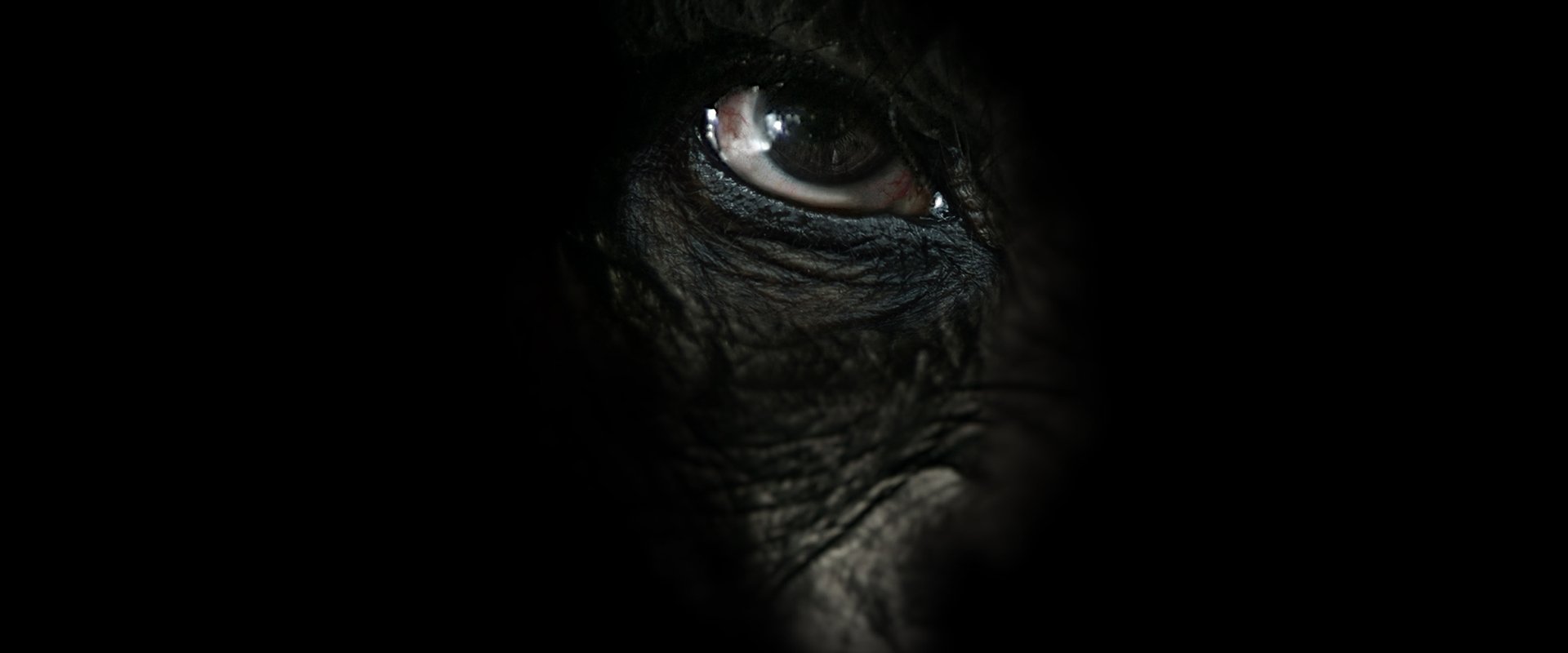 Rise of the Warrior Apes