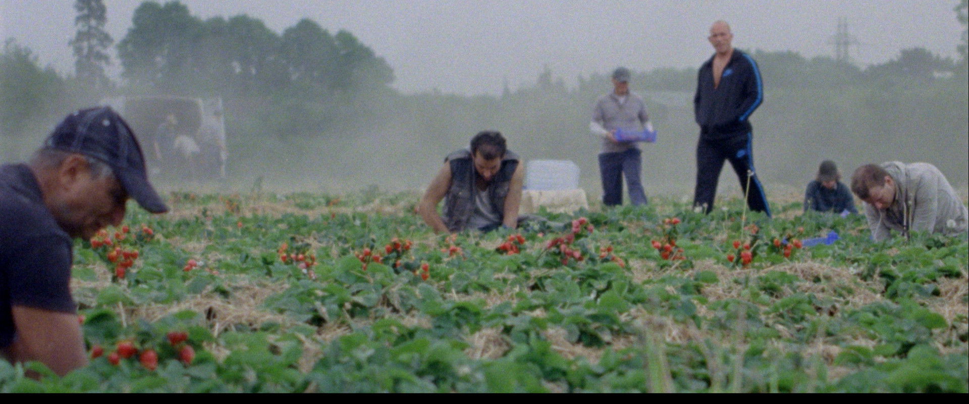 Sunny Life Farms's banner image