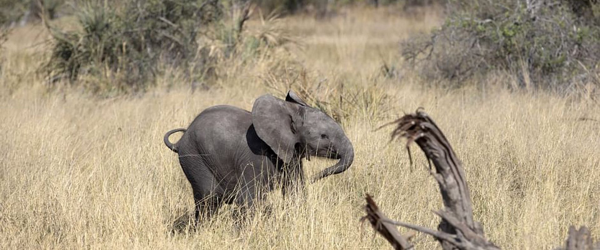 Naledi: A Baby Elephant's Tale