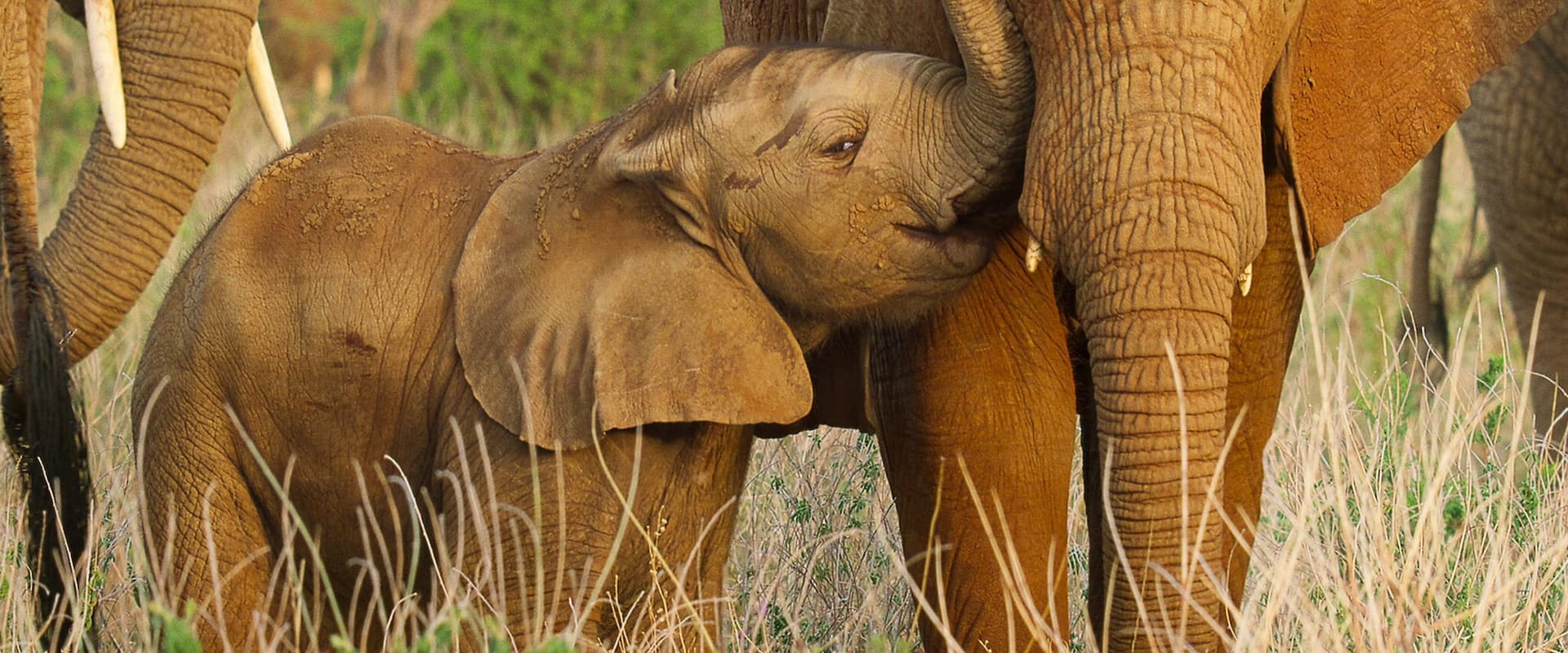 Cuccioli nella natura