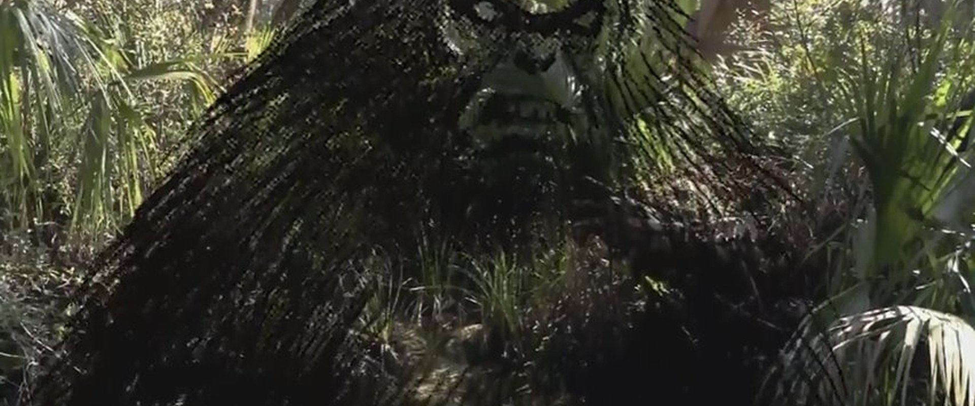The Skunk Ape Lives
