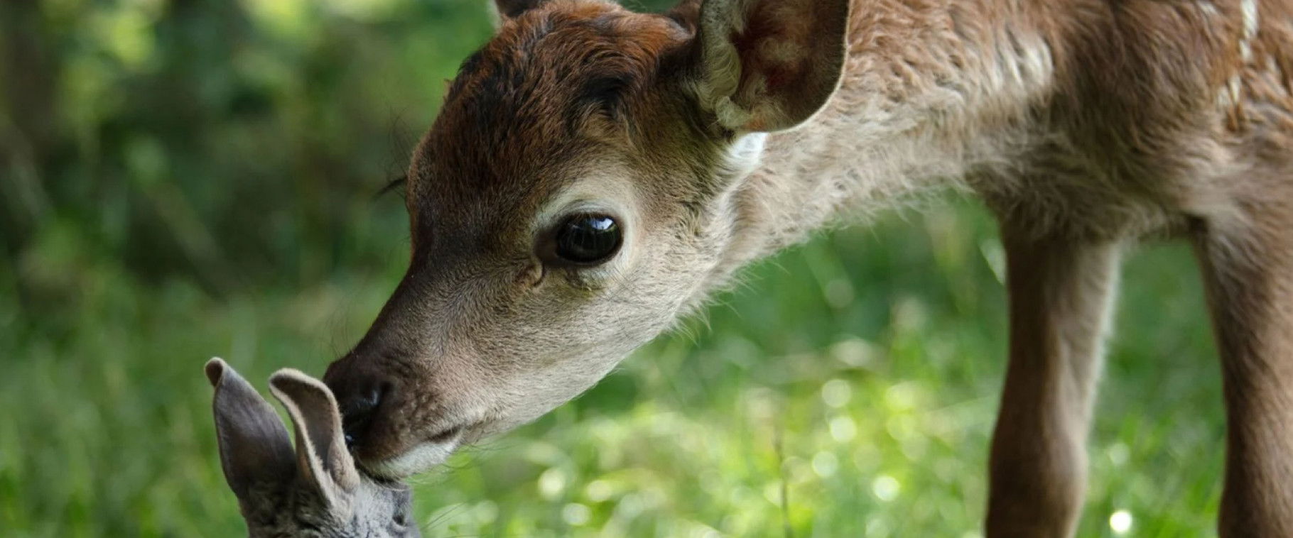 Bambi: A Life in the Woods