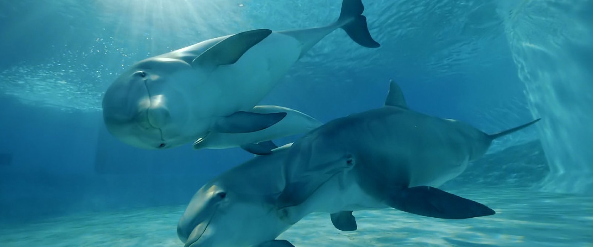 Paroles d'animaux
