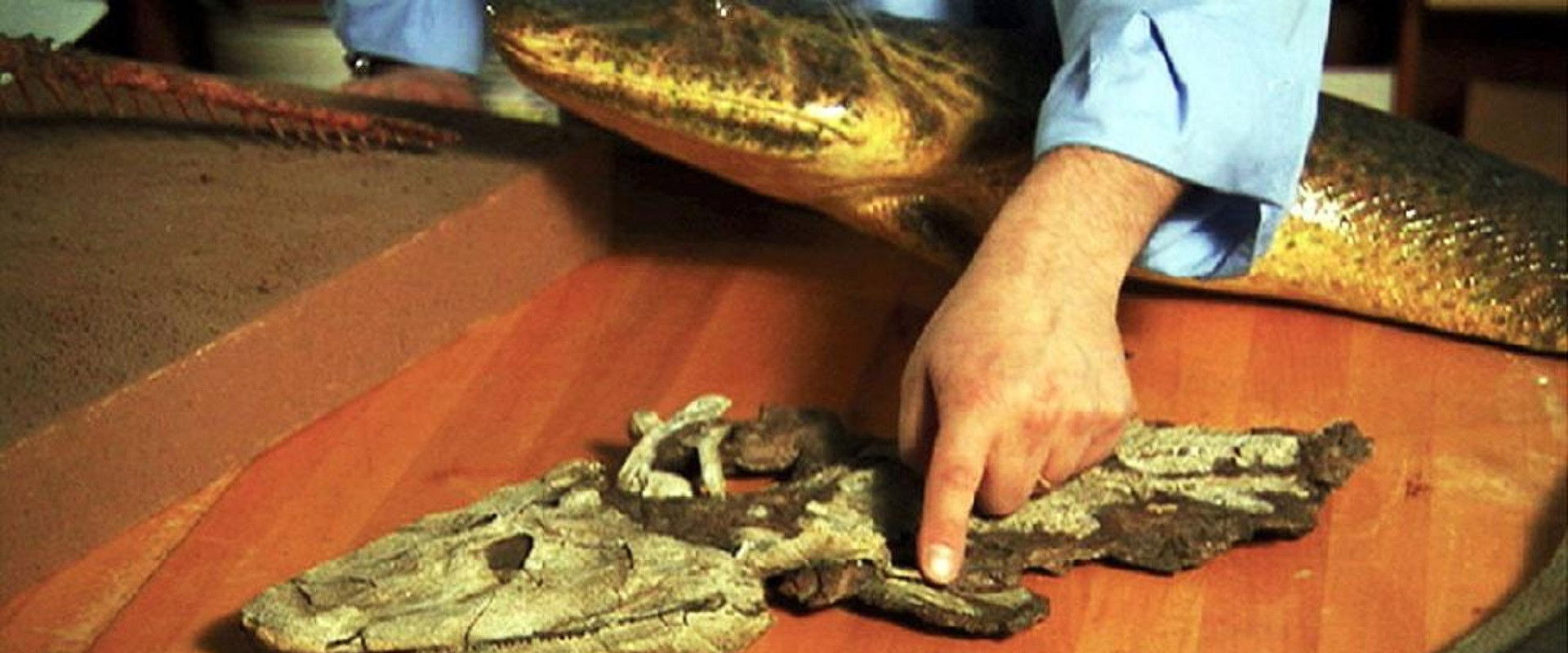 NOVA: Judgement Day - Intelligent Design on Trial's banner image