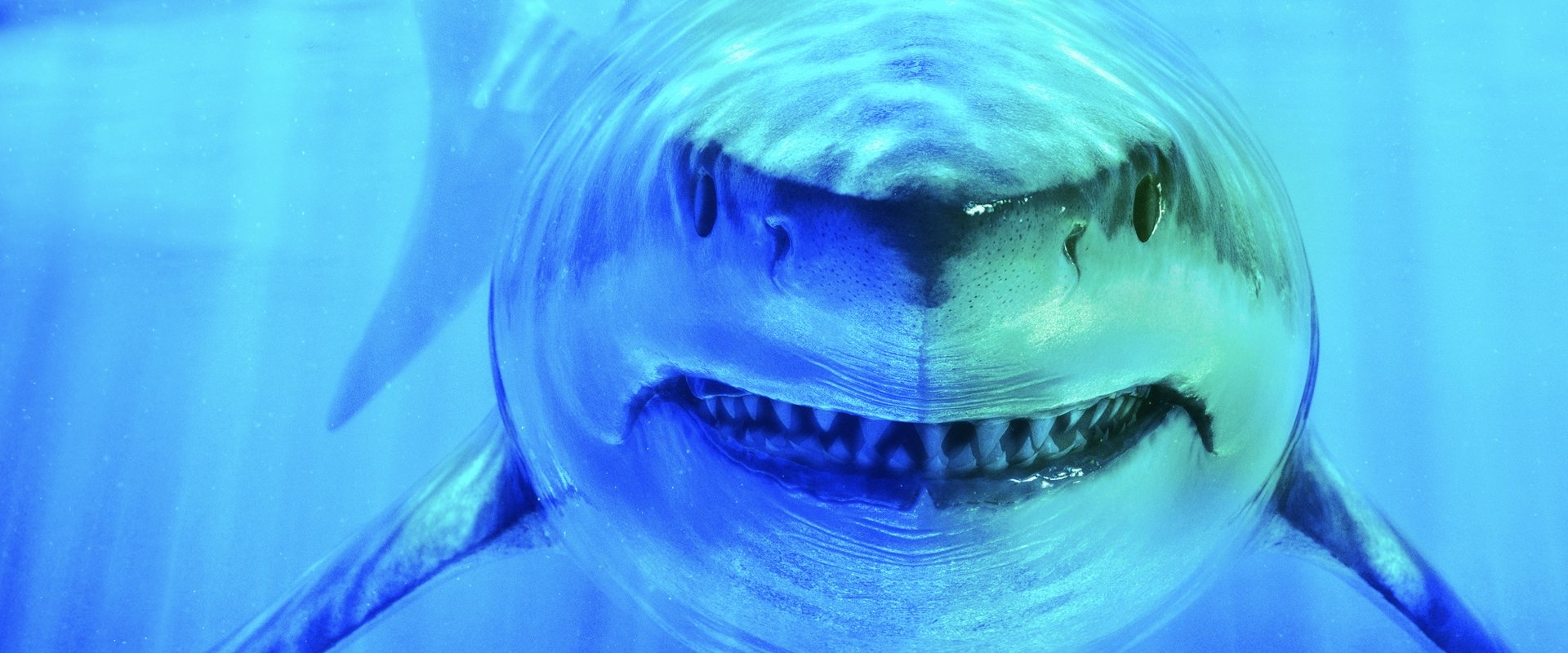 World's Biggest Great White?