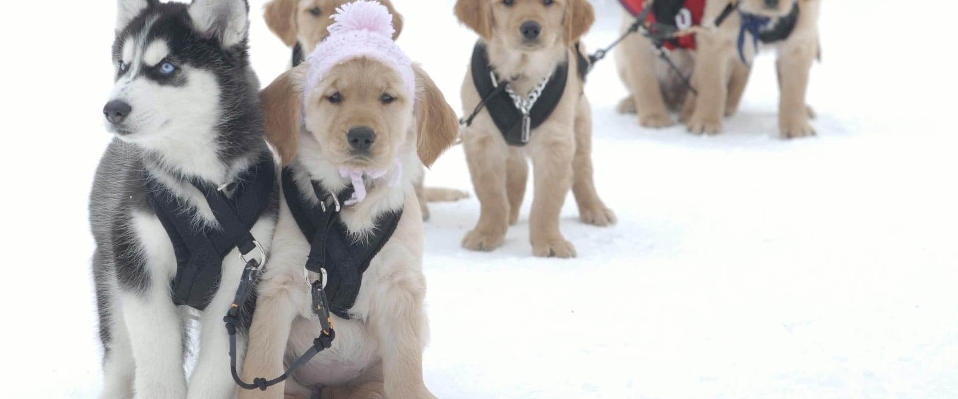 Snow Buddies - Abenteuer in Alaska