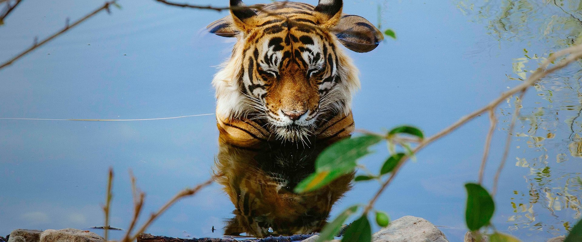 Tiger 24