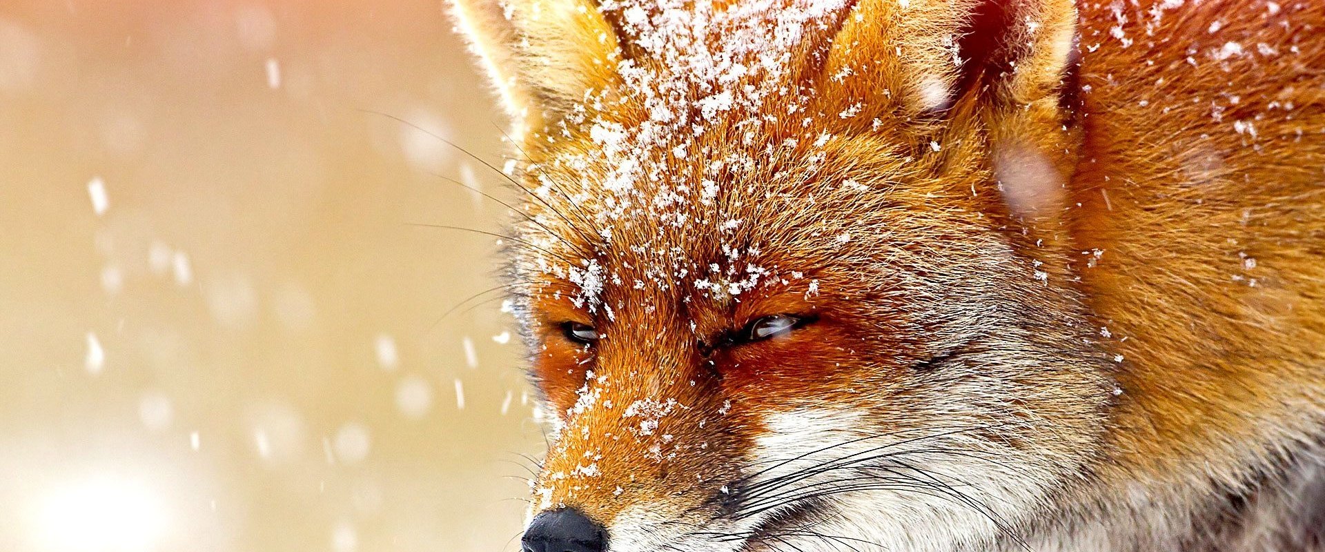 The Wonder of Animals