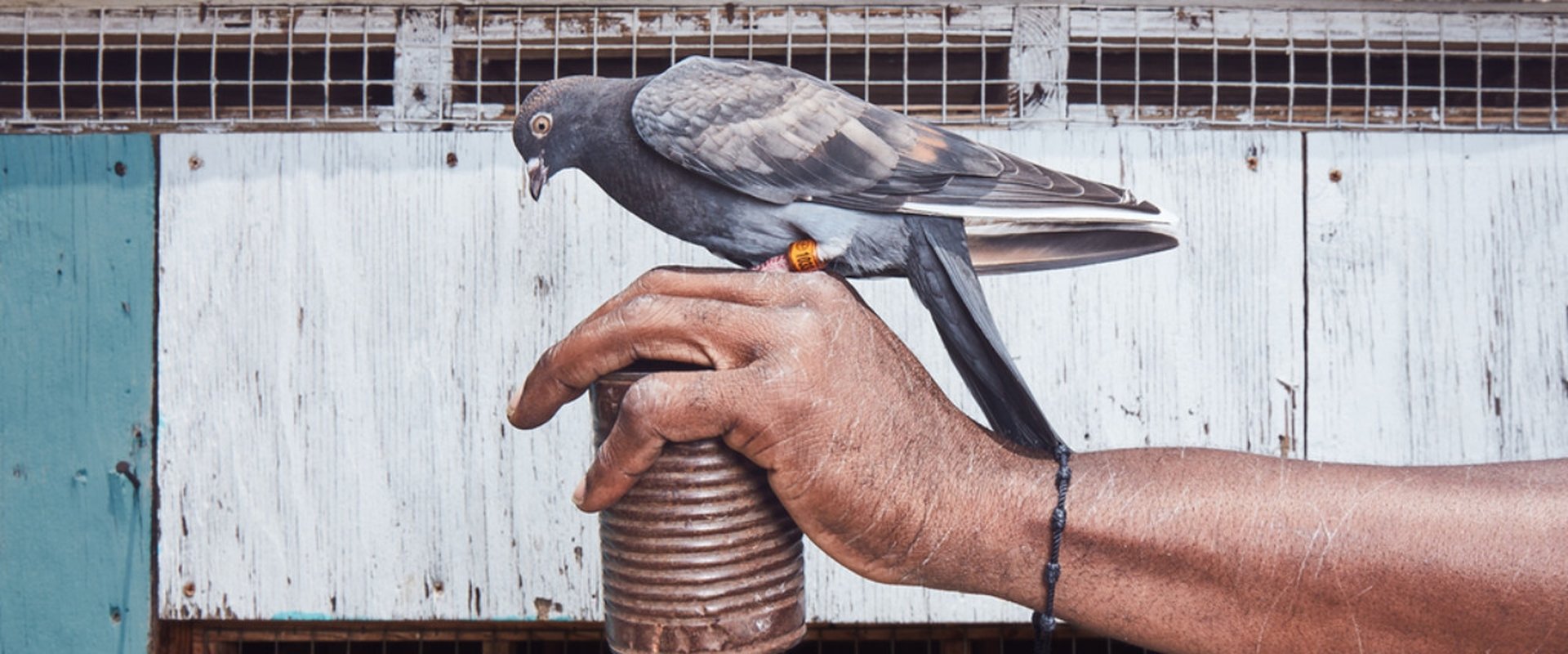 Pigeon Kings