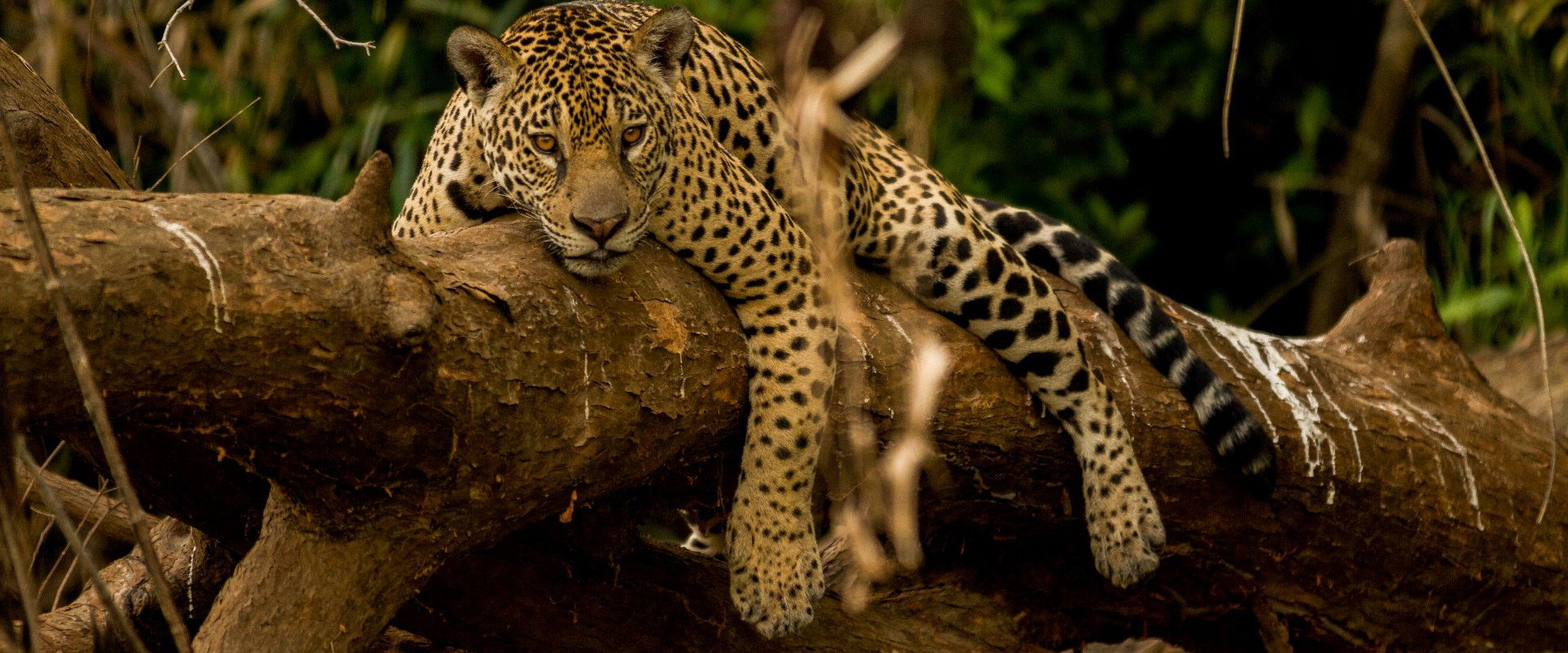Guyane, vivre avec le jaguar