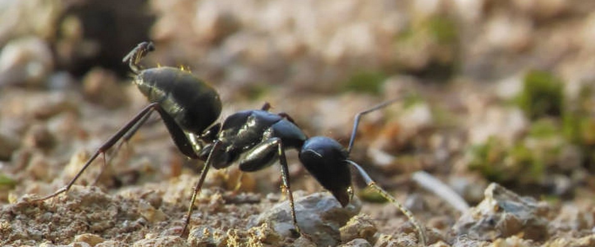 Au royaume des fourmis