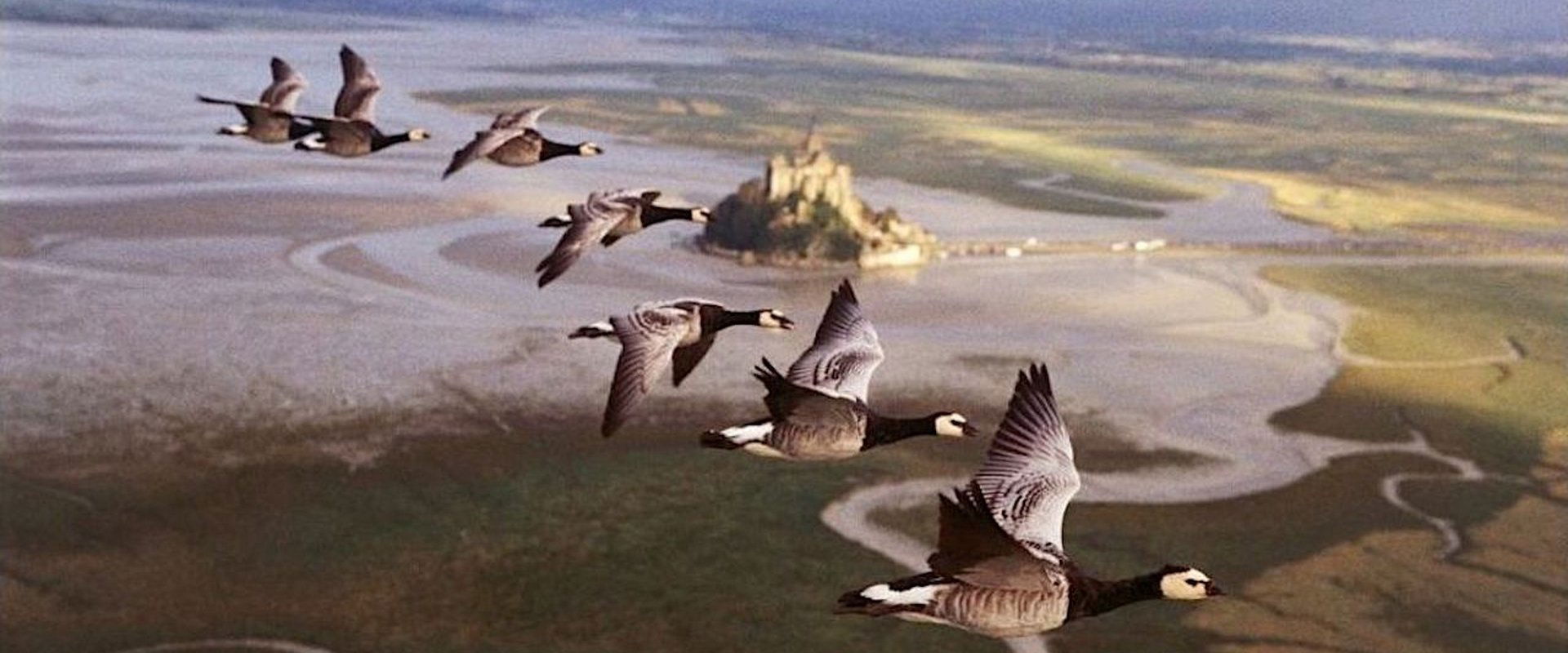 Winged Migration