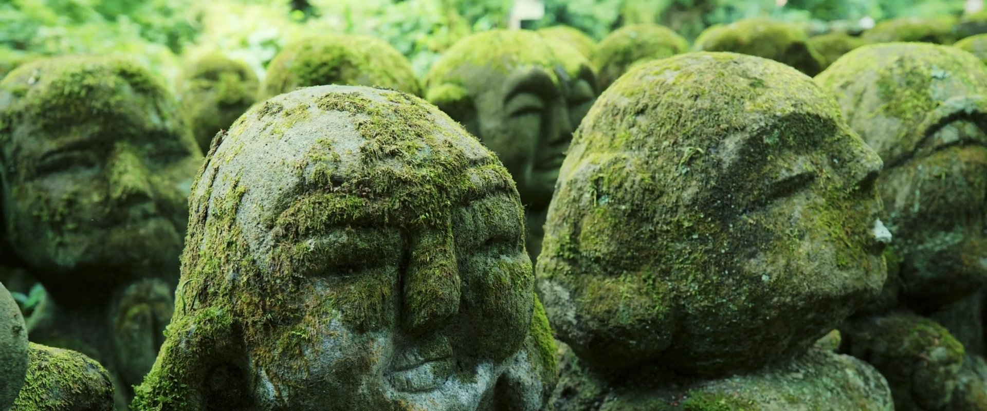 The Magical World of Moss