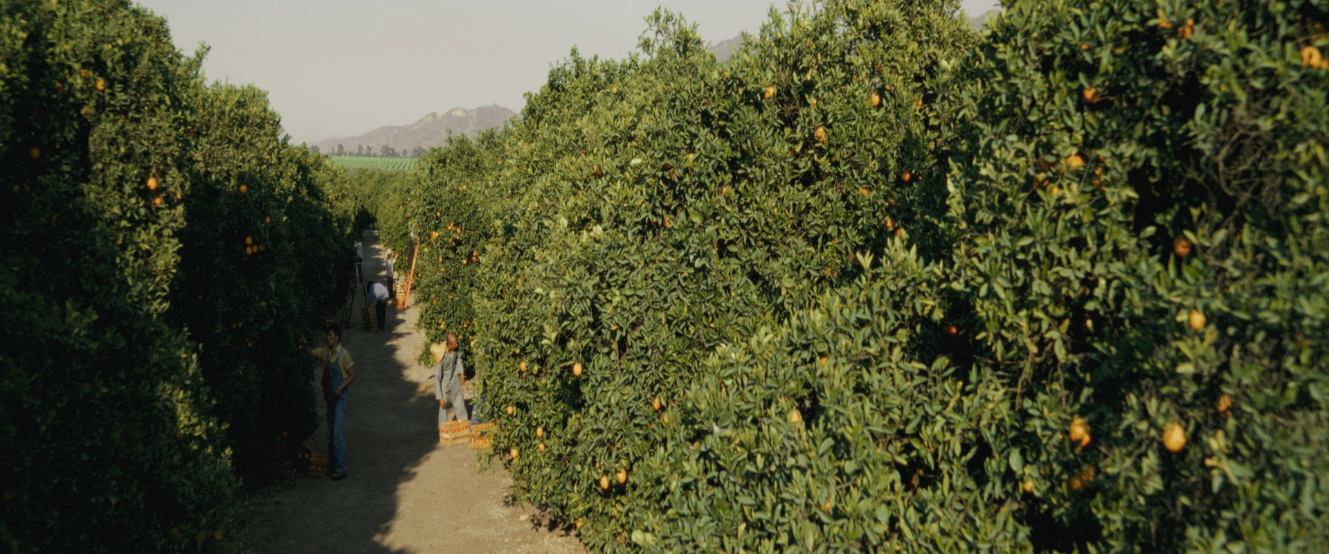 Manongs's banner image