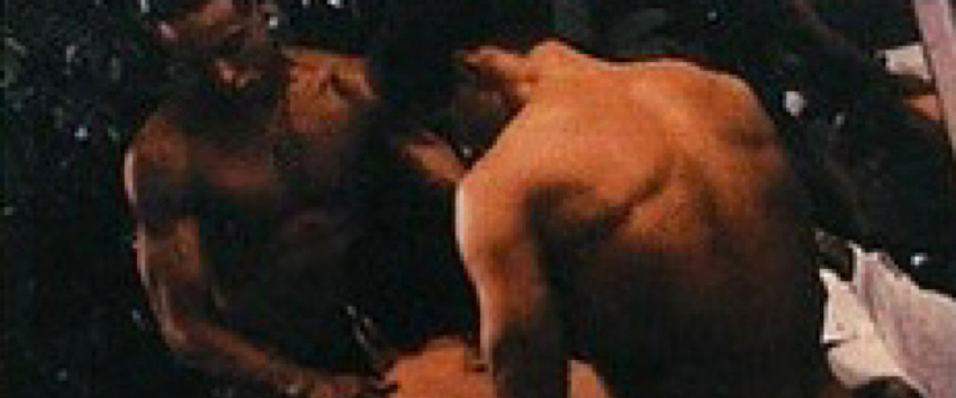 Club Pleasure's banner image