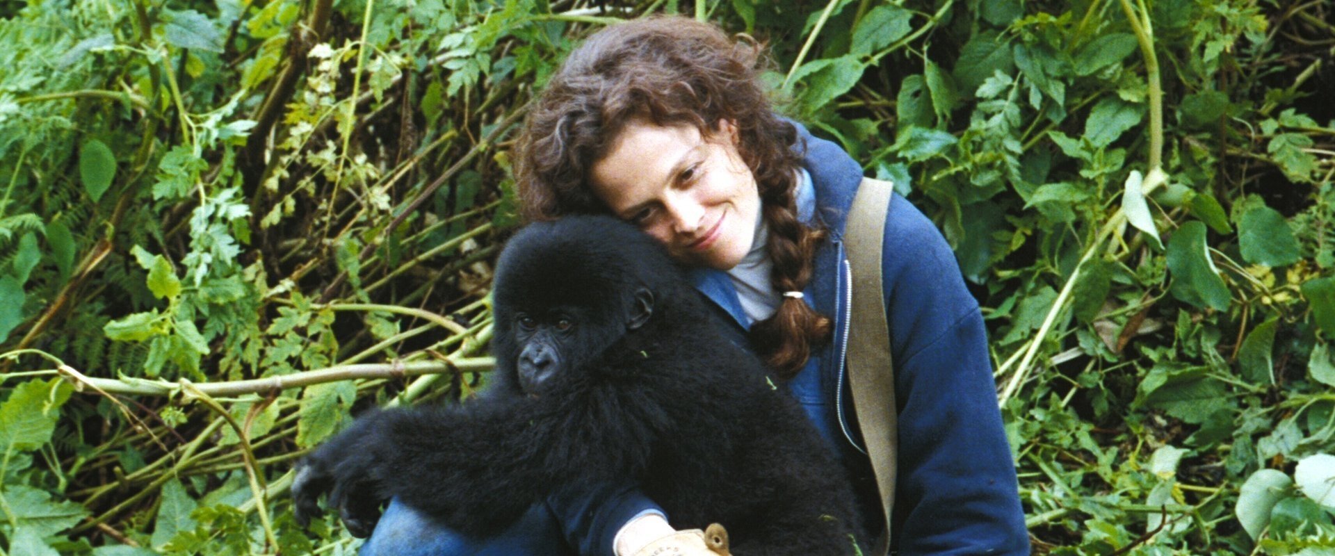 Gorillas in the Mist