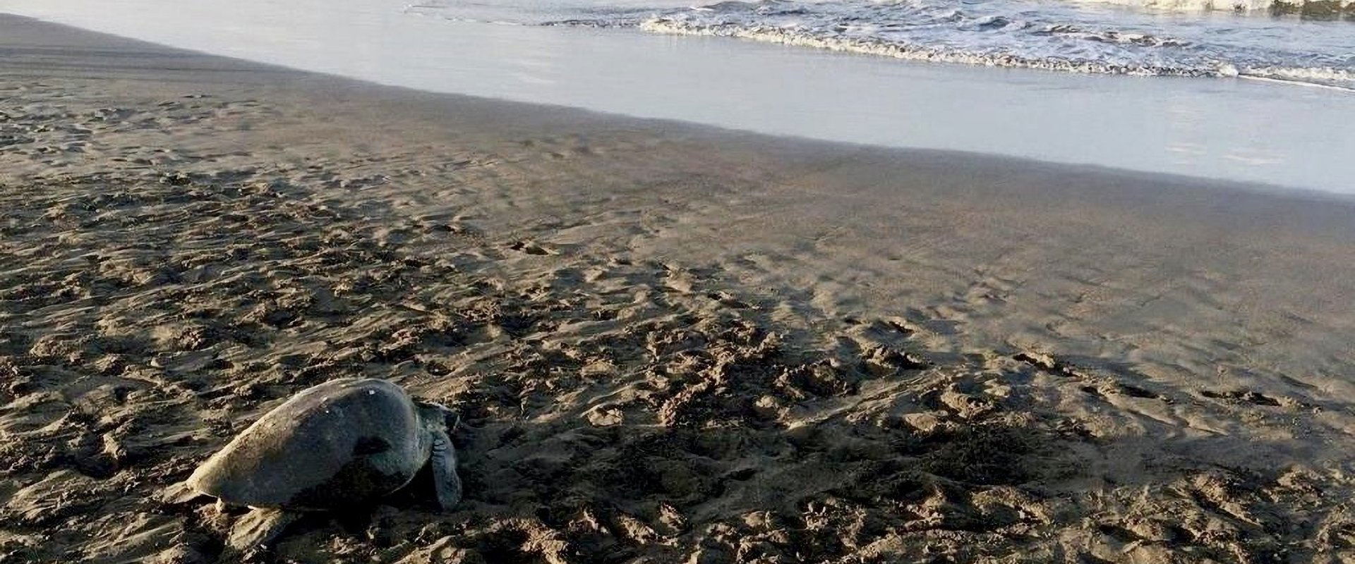 Turtle Beach
