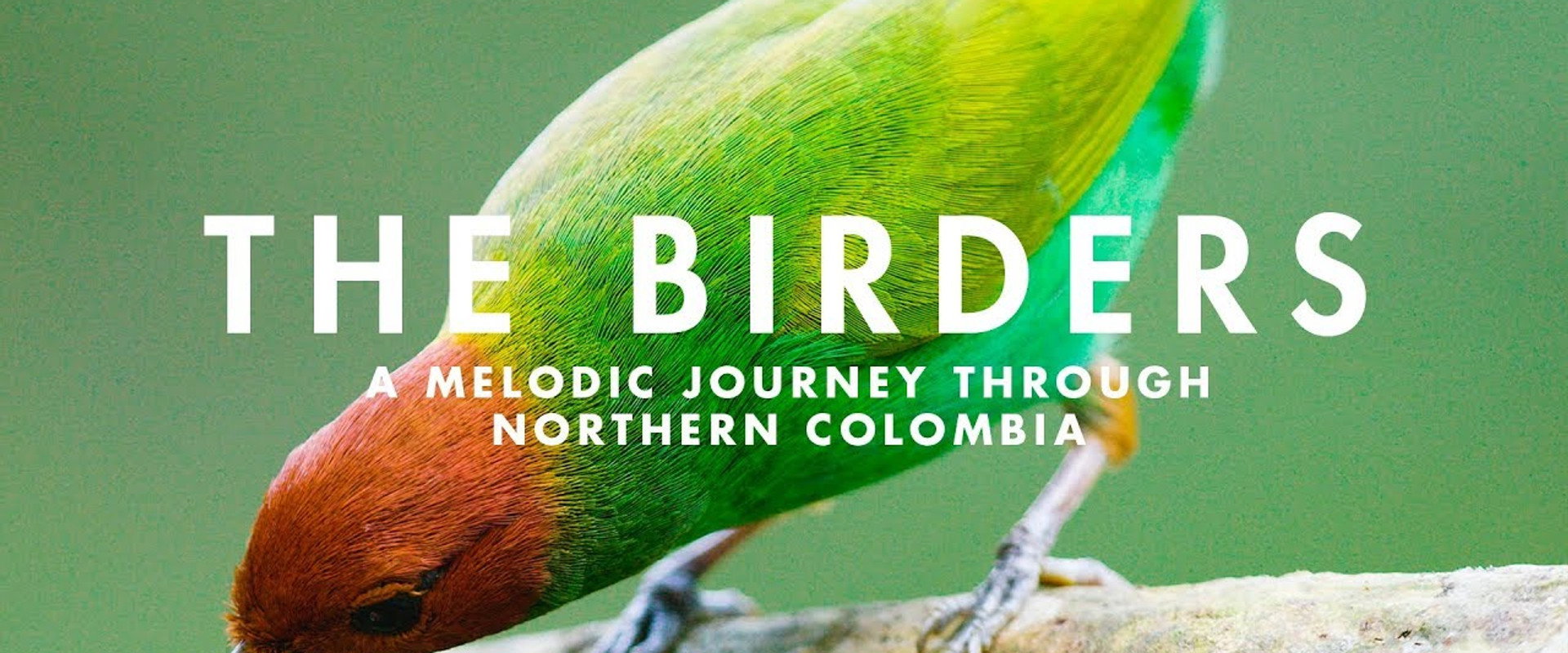 The Birders's banner image