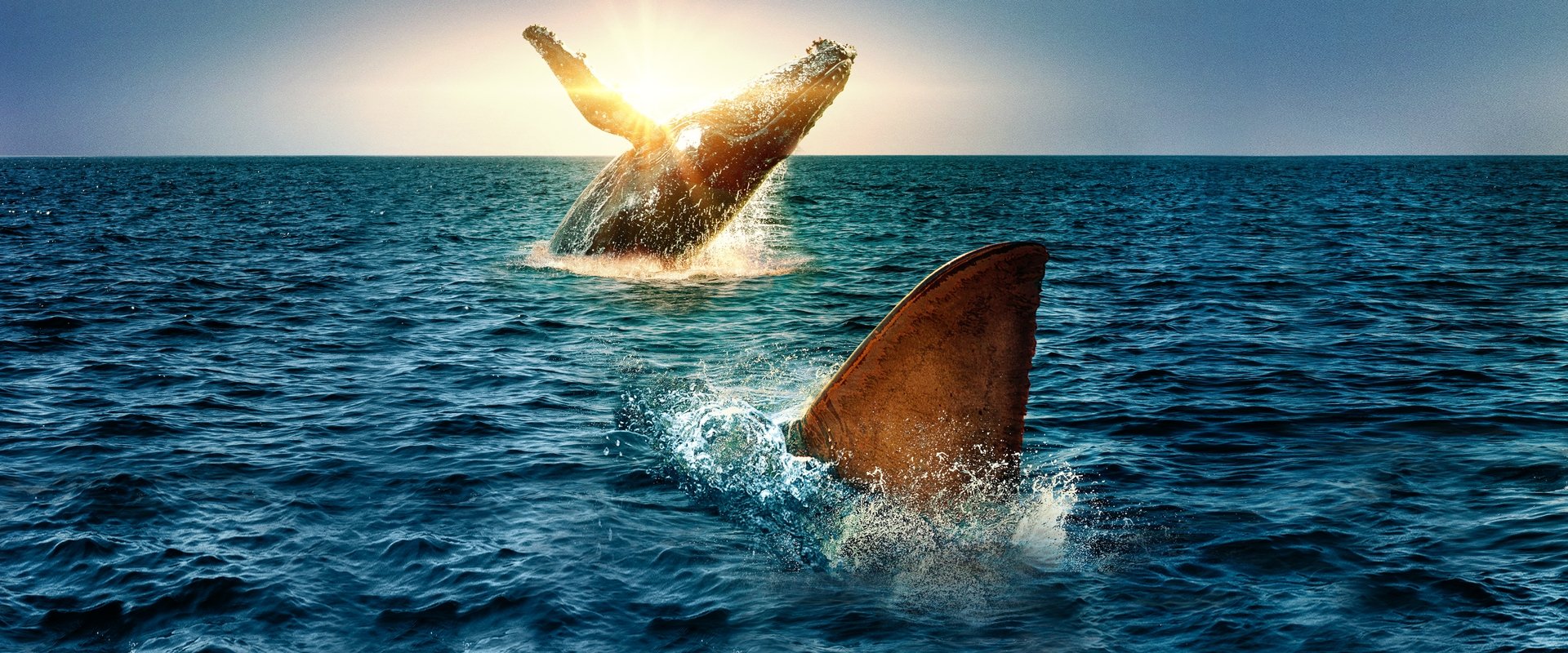 Shark Vs. Whale