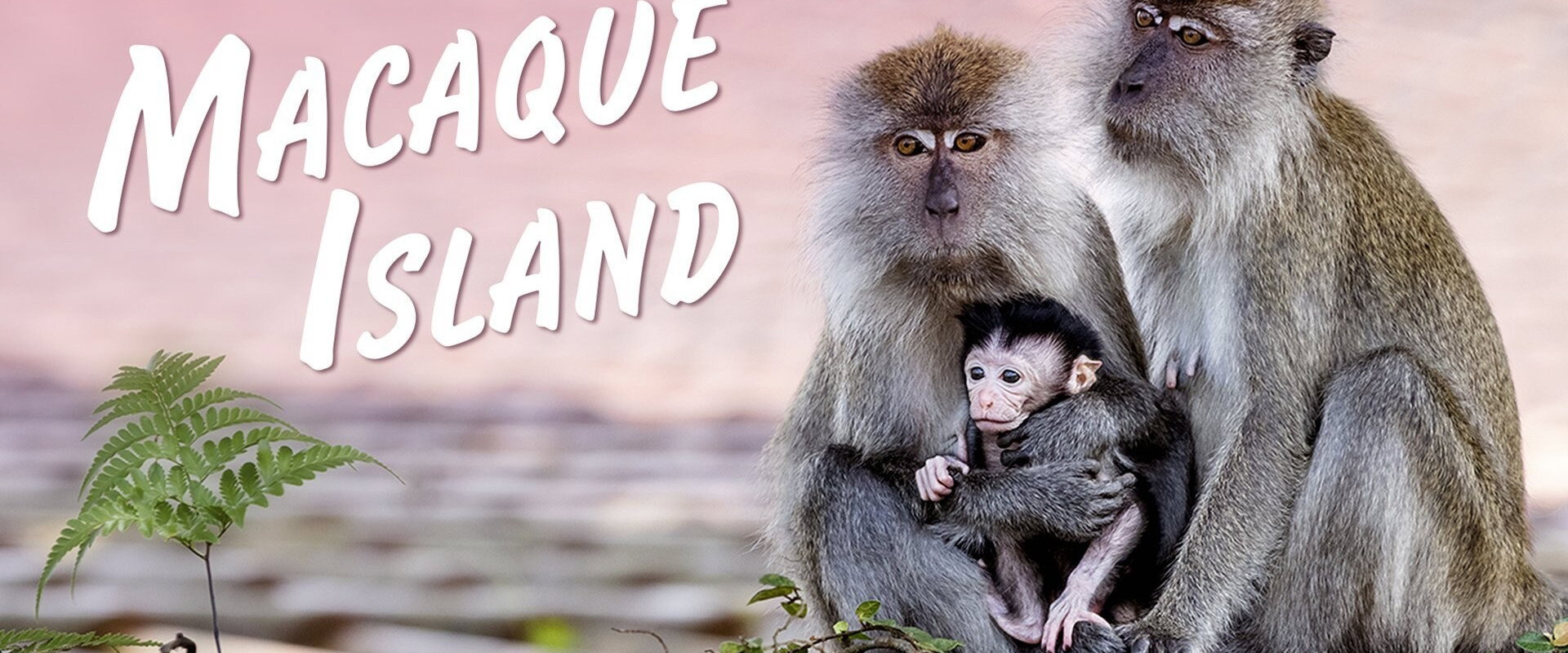 Macaque Island