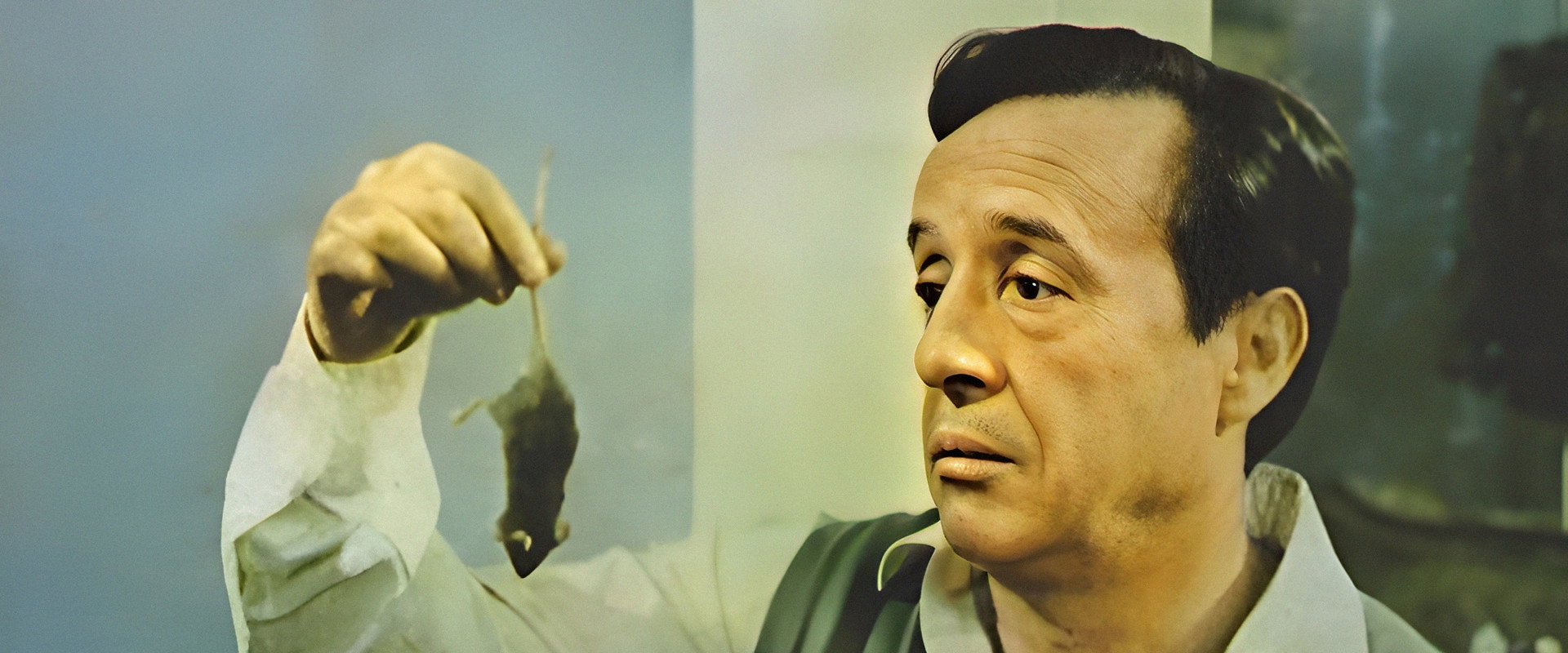 Don Ratón y Don Ratero's banner image