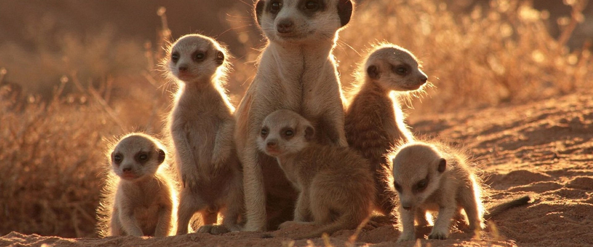 La Famille Suricate