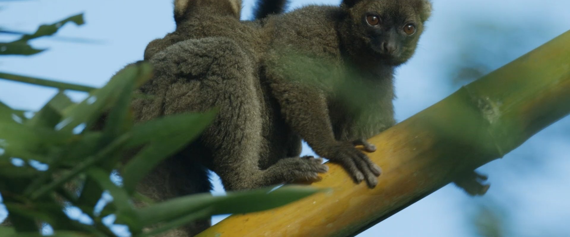 Madagascar: Africa's Galapagos