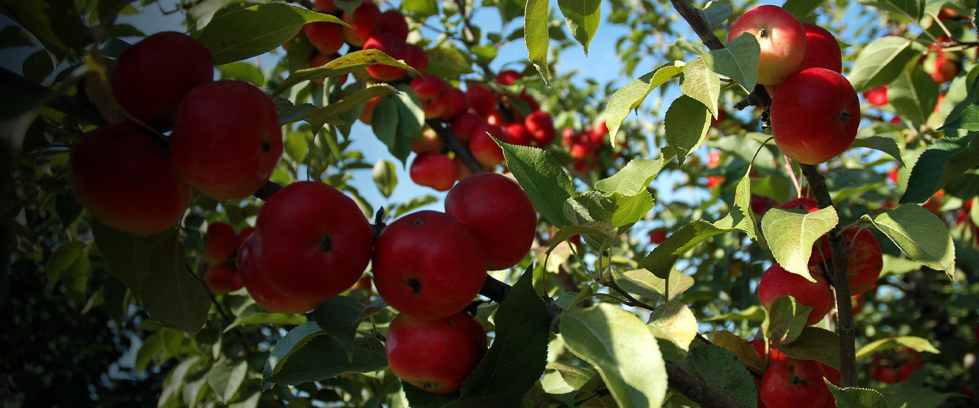 The Botany of Desire's banner image