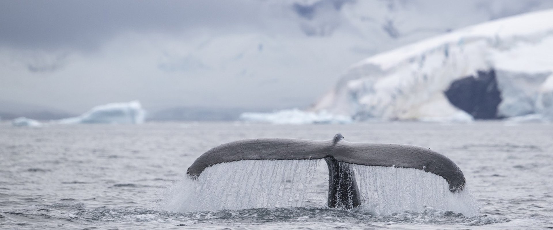 Speechless: The Polar Realm