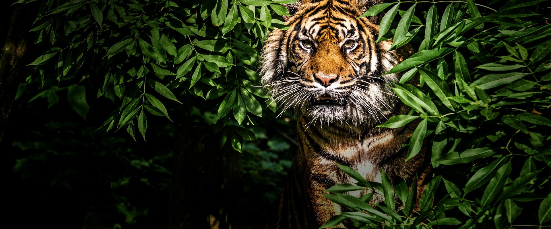 Thailand's Wild Cats