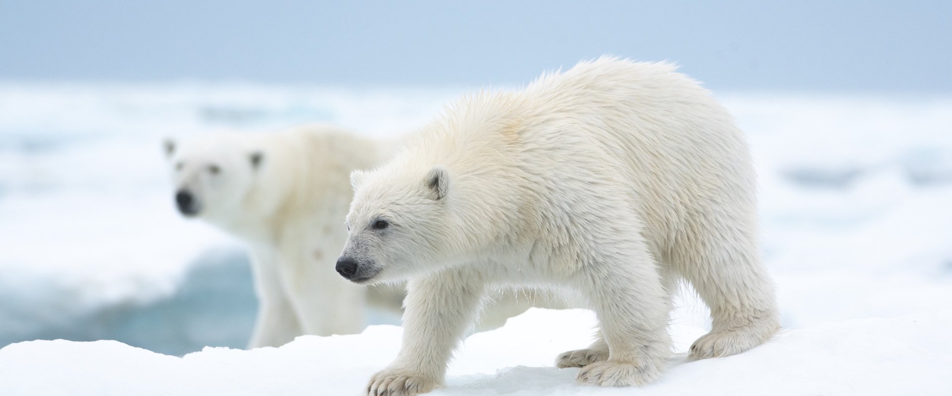 Polar Bear