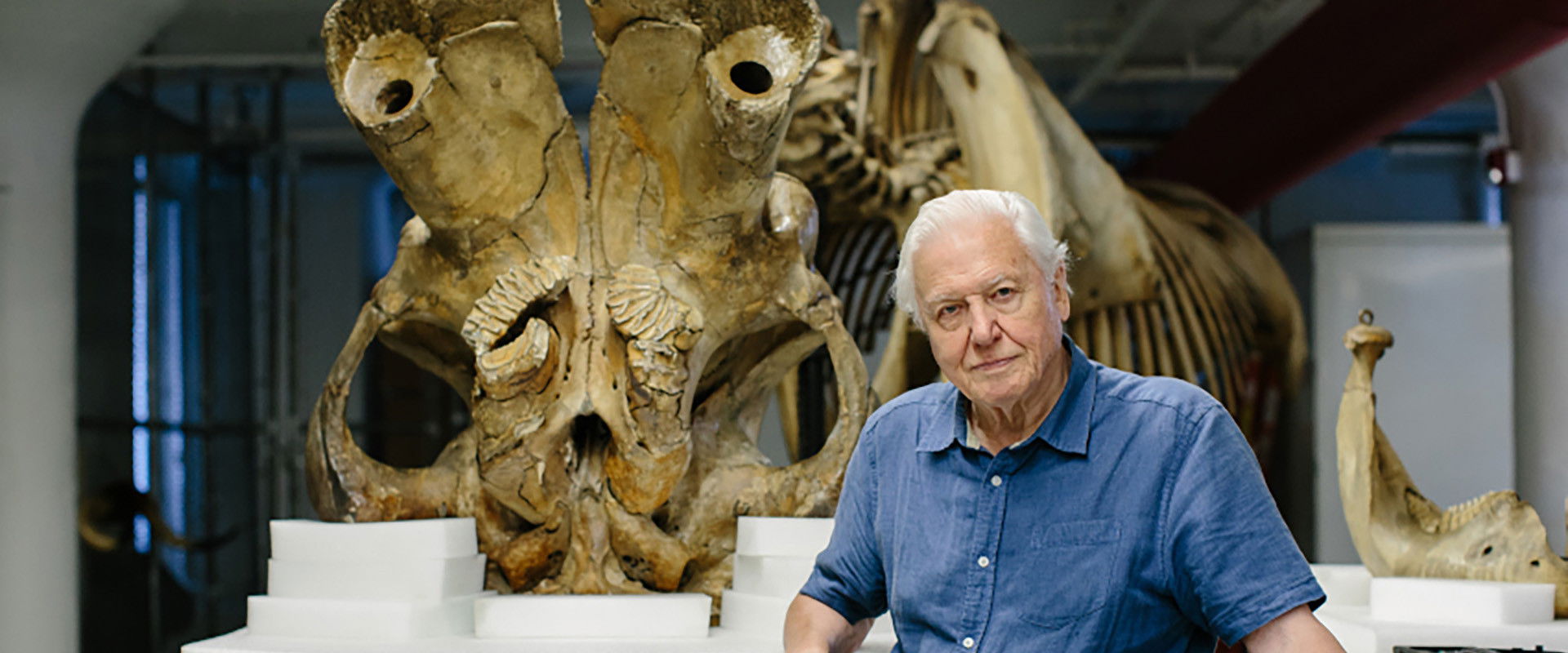 Jumbo: The Life of an Elephant Superstar's banner image