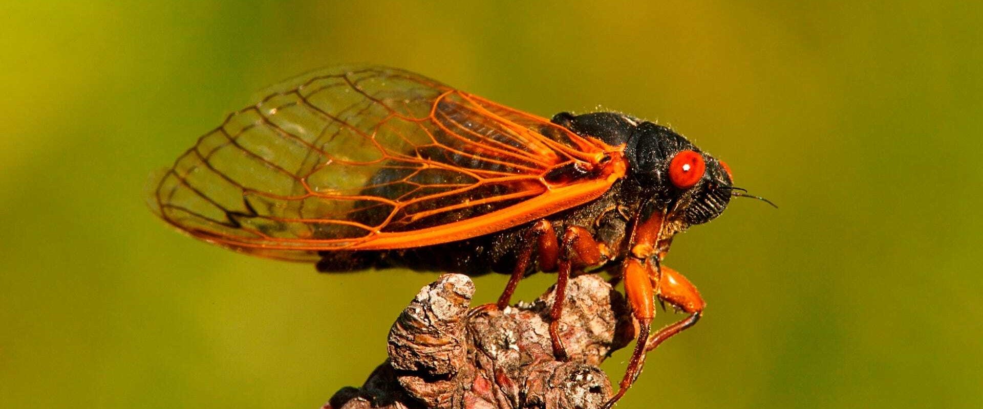 Big Bugs