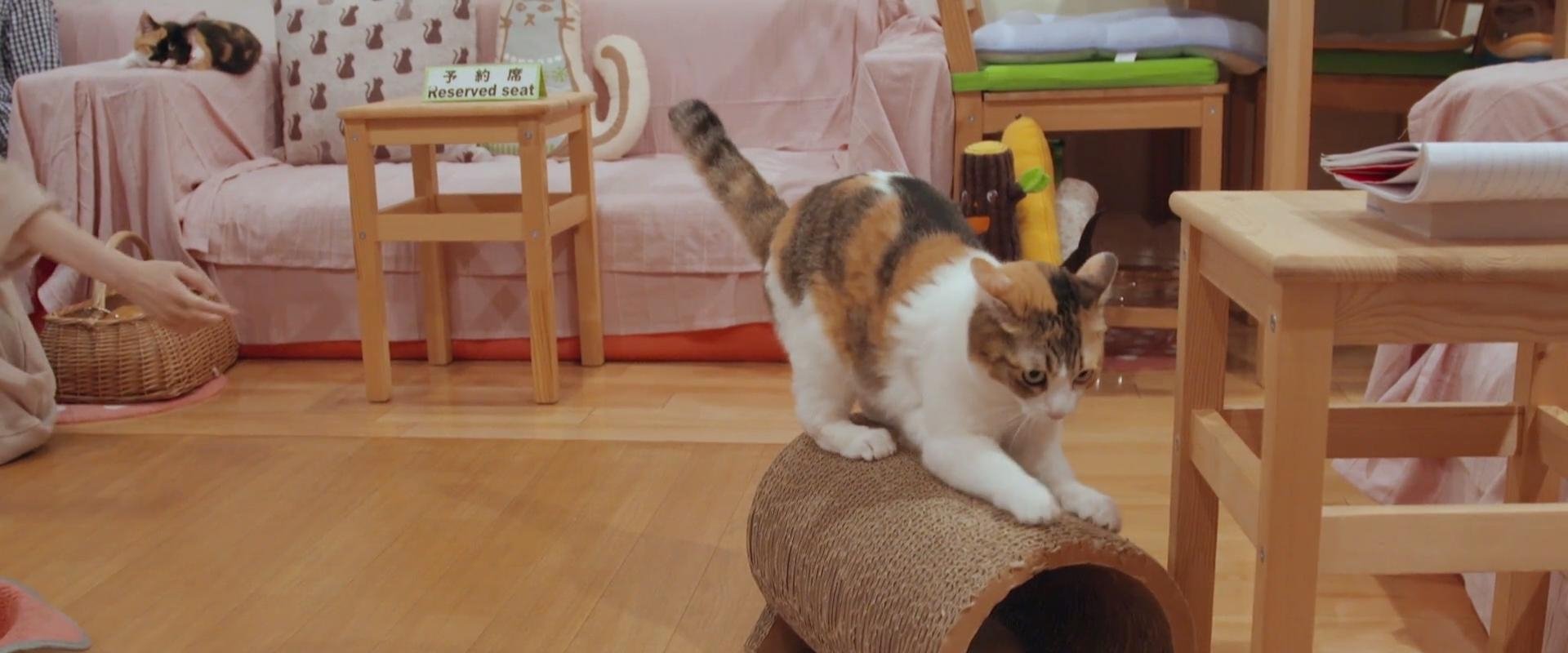 Kittenhood