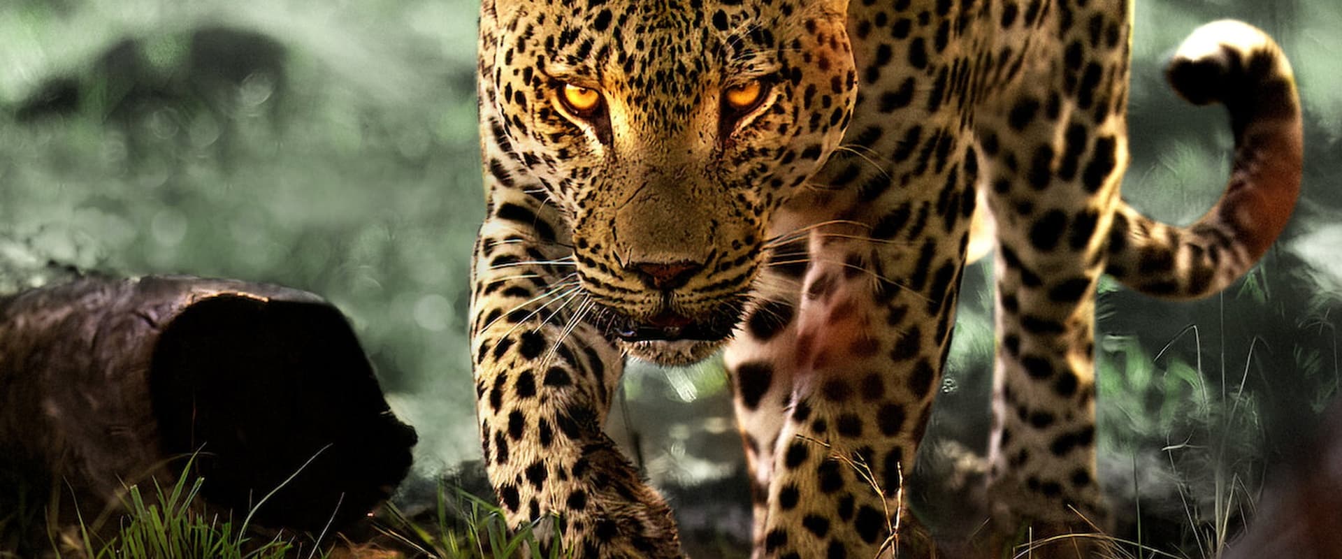 Leben mit Leoparden