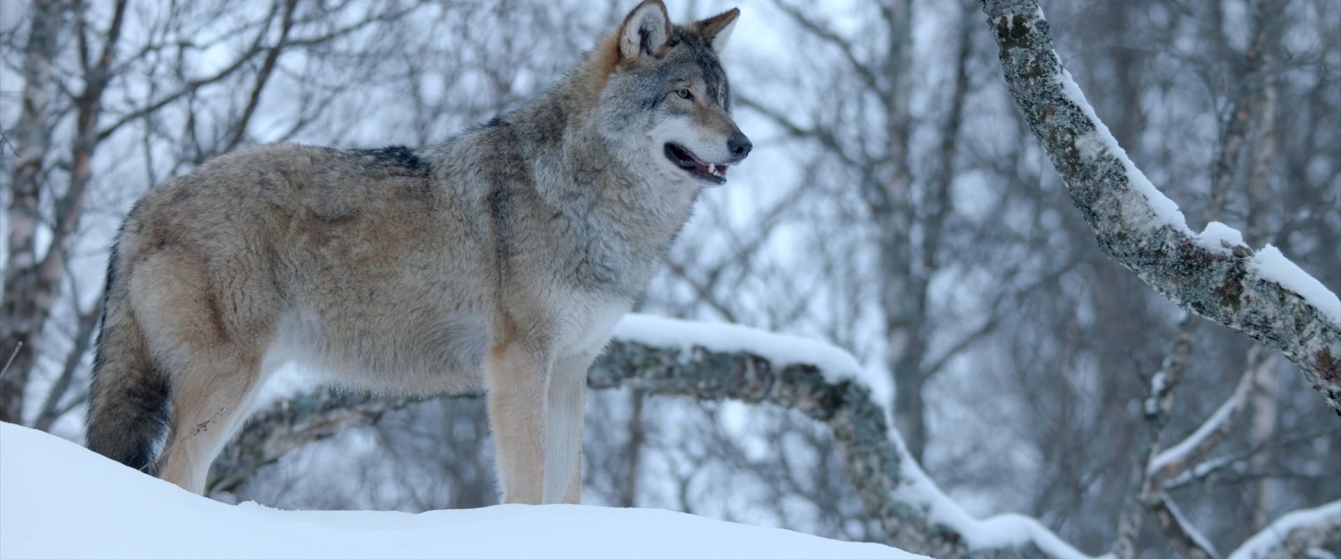 Winter's Hidden Wonders