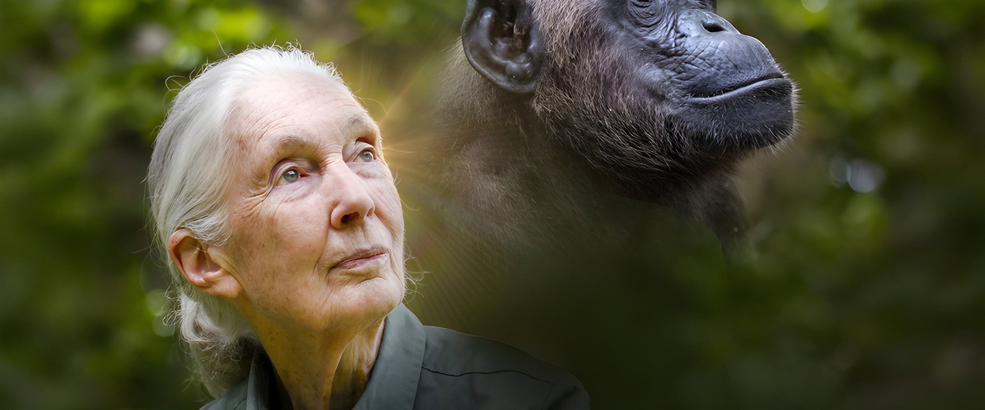 Rescued Chimpanzees of the Congo with Jane Goodall