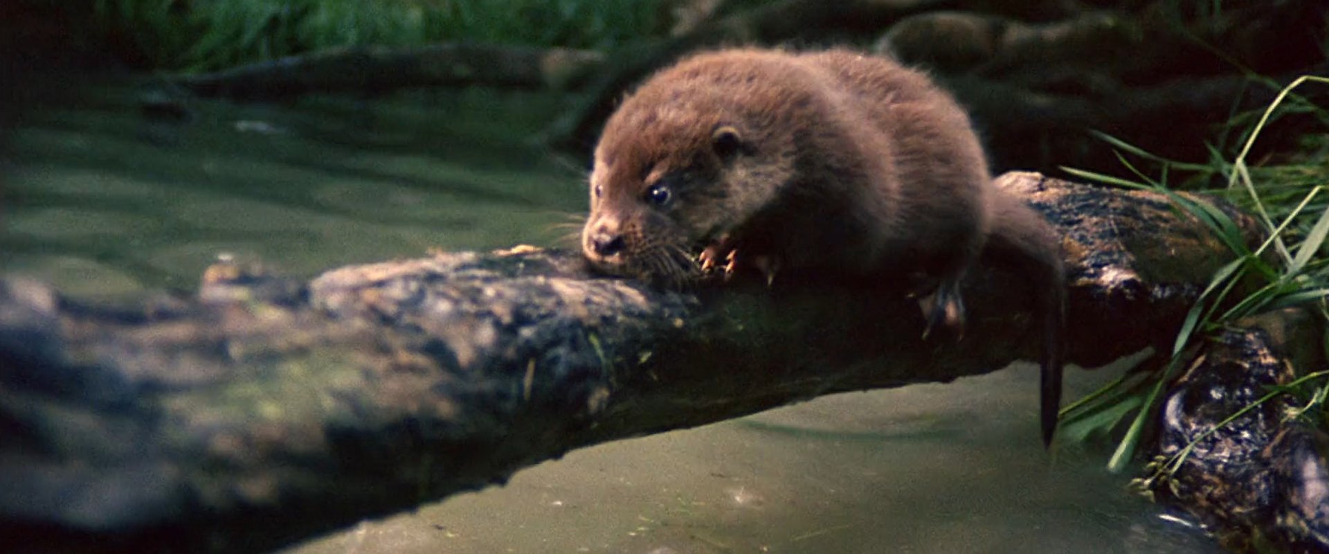 Tarka the Otter